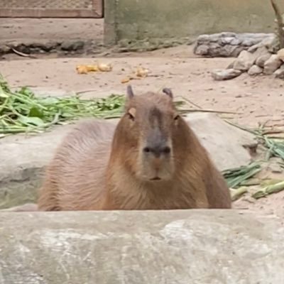 lorbor's profile picture