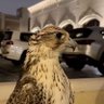سعد المطيري's profile picture