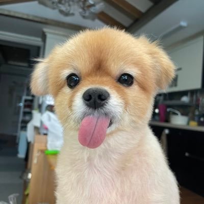 팡구이모's profile picture
