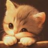 القطه المشمشيه profil fotoğrafı