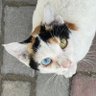 Квача и быр profil fotoğrafı