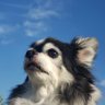 Profilbild von Ponte