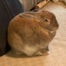 Profilbild von Most Definitely Not A Rabbit