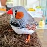 Profilbild von 彩🐥