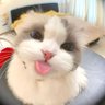 llapooo 的头像