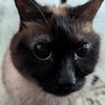 Фото профиля Auresian Despot