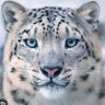 Snow Leopard's profile picture