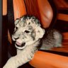 Opsian's profile picture