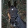 Denman profil fotoğrafı