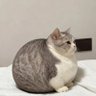 ななしキャット profil fotoğrafı