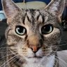 Sean McGonigle profil fotoğrafı