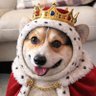 姫花とエスまる 的头像