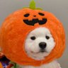 𝘀𝗺𝗶𝗹𝗲𝗺𝘂𝘂 ヅ's profile picture