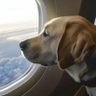 LabsandPlanes 的头像