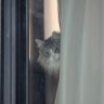コーン profil fotoğrafı
