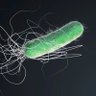 🦠 the bacterium 🧫 profil fotoğrafı