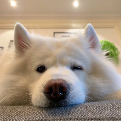 juju's profile picture