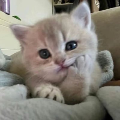 susu's profile picture