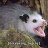 Profilbild von 🏴based opossum🏴🚬