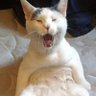 Rumplefurskin's profile picture