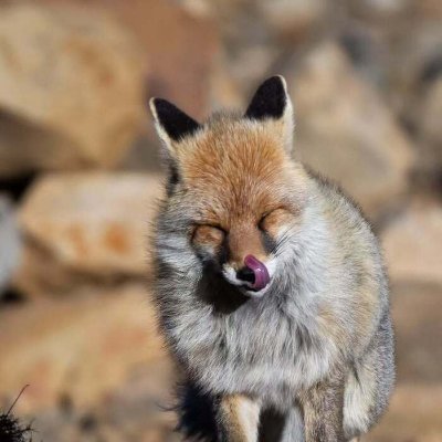 Fox's profile picture