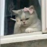 🇮🇷میم دوست🇮🇷's profile picture