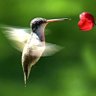 colibriii 🐦's profile picture