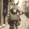 Фото профиля 🫏 Donkey Rider 🫏
