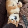 犬's profile picture