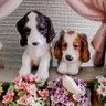 C.Y. 🍝🐕️🦮🎤💃📺️🎥📣 profil fotoğrafı