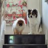Broenie&Cokkie 的头像