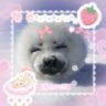 BabySeal🦭 的头像
