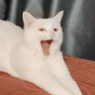 battlecatbeta's profile picture