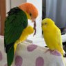 ふくぴぃ🐥's profile picture