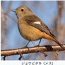 しびっぶ profil fotoğrafı
