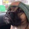 Artist_Doggo's profile picture