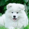 Profilbild von The Chow