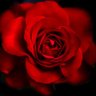 Morning Star's profile picture