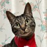 ねこきち🐱新作!献血LINE絵文字できました's profile picture