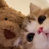 Фото профиля ดาวจิ๋ว✨(🐱🐶)
