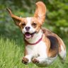 Battle Beagle profil fotoğrafı