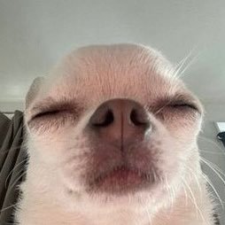 dognextdoor7's profile picture