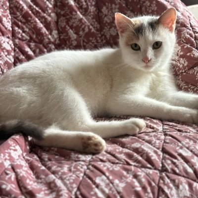 🌸🐾🦋Chouki44G🦋🐾🌸's profile picture