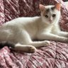 Фото профиля 🌸🐾🦋Chouki44G🦋🐾🌸