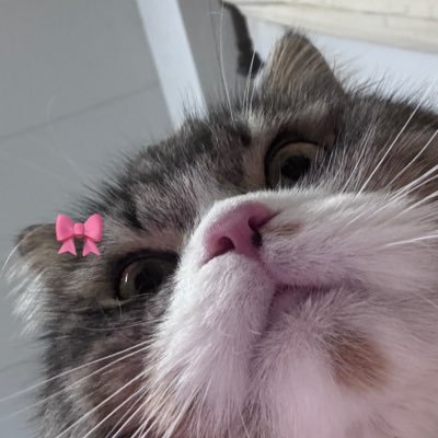 jedajadev3 🐈⁺ ˖ ࣪ 🫧₊ ⊹❀'s profile picture