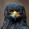 Avante Hispania's profile picture