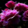 Lillianna Rose profil fotoğrafı
