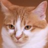 セル's profile picture