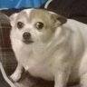 Hussy, Thudfrazzle Glowpigger's profile picture