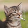 Profilbild von Kitten 🐈